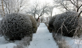 Очарование зимы в саду
