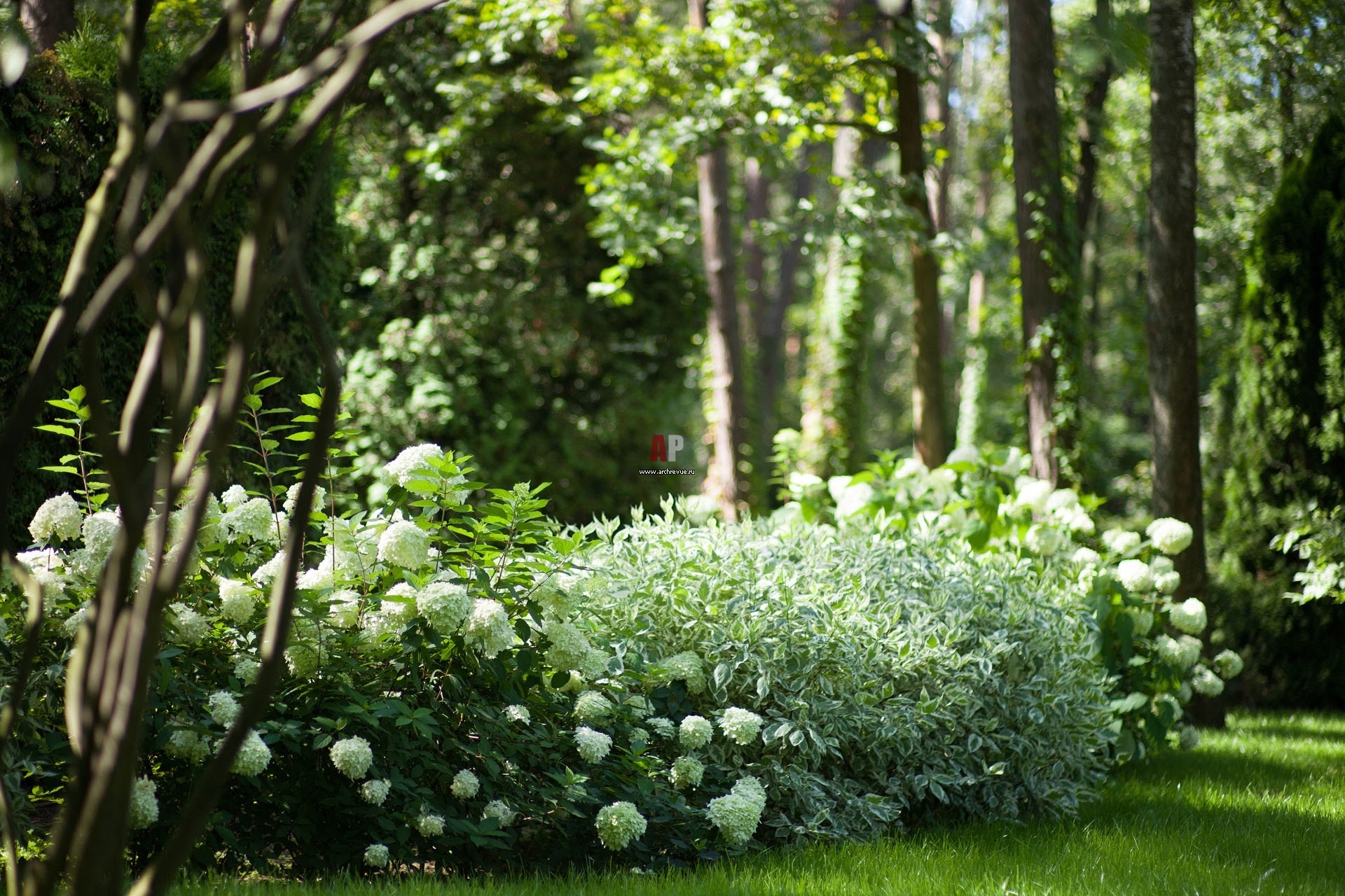 Какие кусты растут в саду. Дерен Элегантиссима. Дерен белый Элегантиссима. Дерен Элегантиссима (elegantissima).
